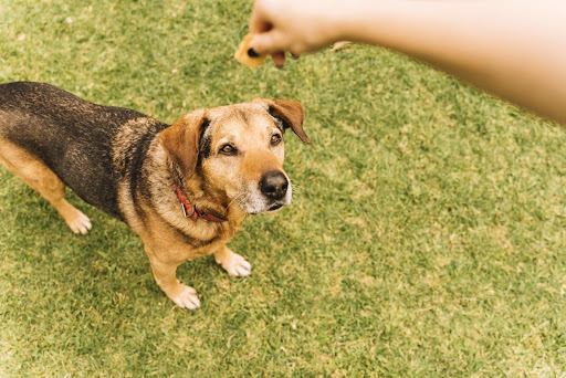 pet-influencers-in-canada