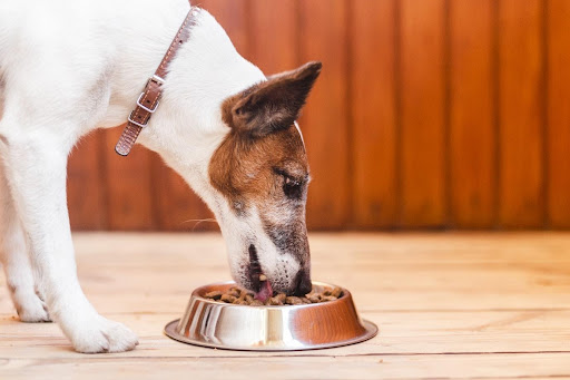 pet-influencers-in-canada