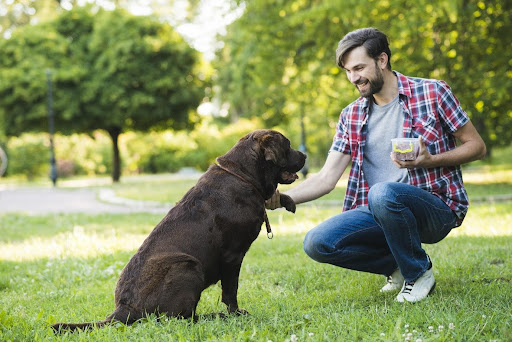 pet-influencers-in-canada